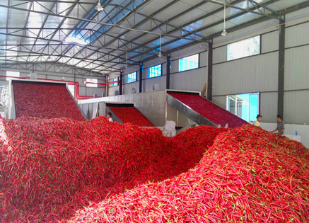 hot chilli drying machine